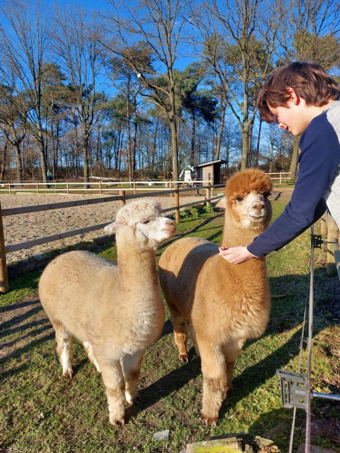 Luxe Finse Kota Met Jacuzzi En Saunabarrel De Zandhoef Eersel Esterno foto